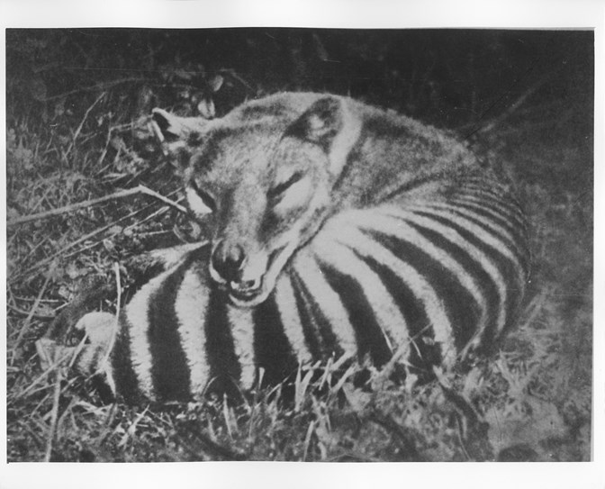 Tasmanian Tiger = thylacine