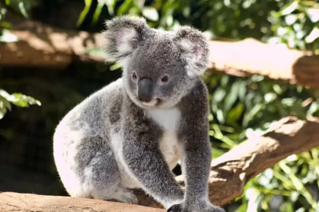 Australian Koala Foundation