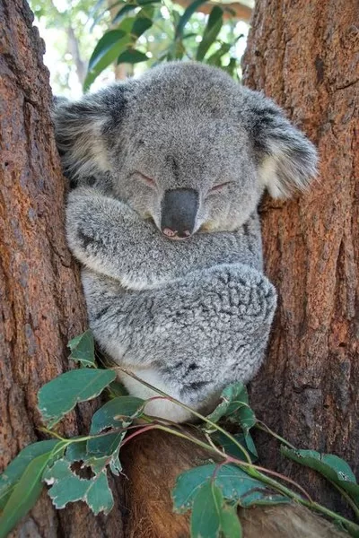 Koalas are mostly nocturnal