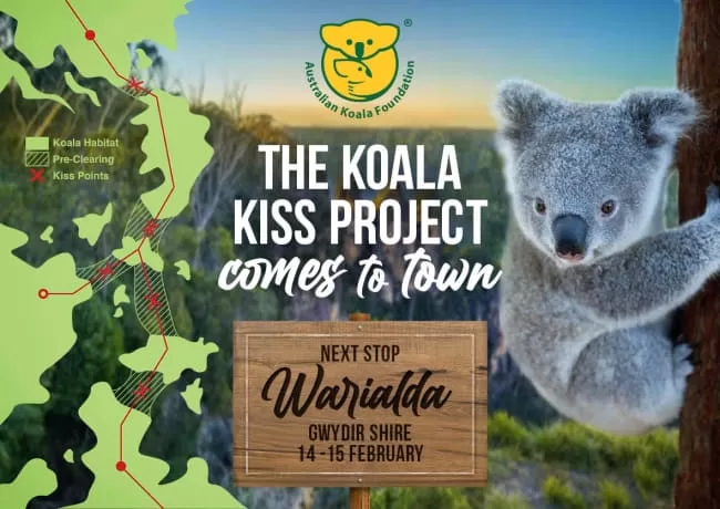 Koala Kiss