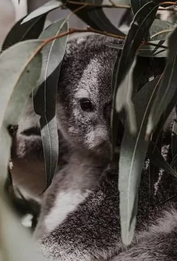 Koala