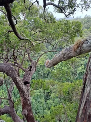 Lola Koala's tree sit, Day 10