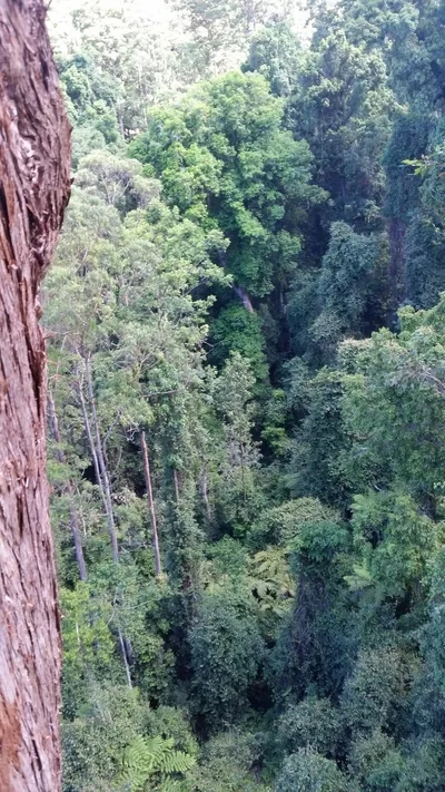 The view from Lola's tree