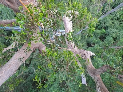 Lola Koala's Bulga Forest tree-sit Diary - Day 9