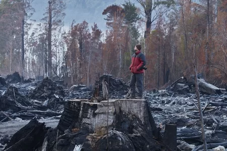 Native Timber Forestry, image courtesy of  Victorian Forest Alliance  and The Tree Projects