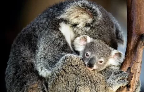 Koala Photo: David Clode, supplied