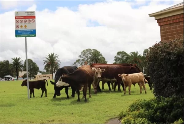 Wingham CBD flood, March 20 2021