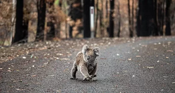 Koala photo: We Animals Media