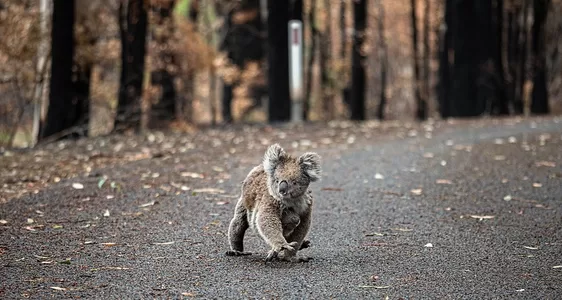 Koala. Photo: We Animals Media