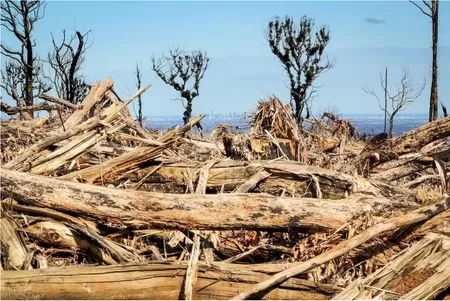Large volumes of forest biomass are left on the ground following clearfell logging in the Mount Disappointment State Forest with the Melbourne City Skyline in the background, August 2010. Photo. Chris Taylor., Author provided