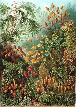 Ernst Haeckel - Moss (Muscinae) - Kunstformen der Natur (1904)