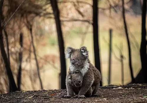 Koala & joey - We Animals Media