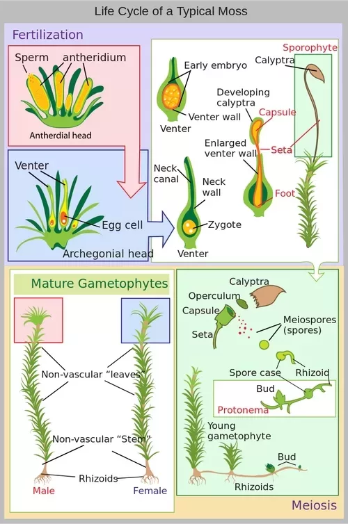 Life cycle of typical moss