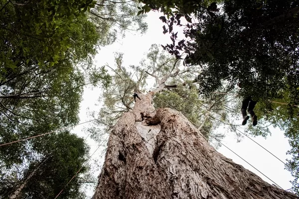 US Ambassador, Ms Caroline Kennedy, visited the Huon Valley’s Grove of Giants