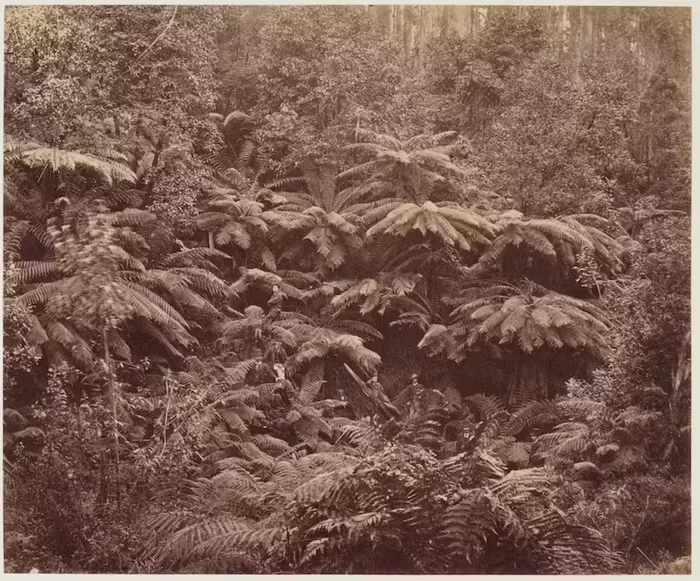 Taken on the Huon Road, this photograph depicts the kind of vegetation that could be found in pockets of bush around the Beattie’s property at New Norfolk. Anson Brothers Studio, Fern Tree Gully, Hobart Town, Tasmania, 1887. Albumen print. Art Gallery of New South Wales