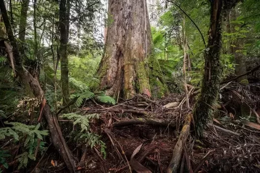 This old mountain ash forest of high habitat value for threatened species near Mt Baw Baw was excluded from Victoria’s new Immediate Protection Areas. Chris Taylor, Author provided