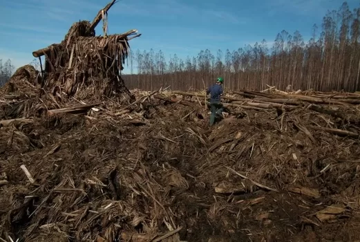 Native forest logging. More sustainable jobs needed. David Blair, Author provided