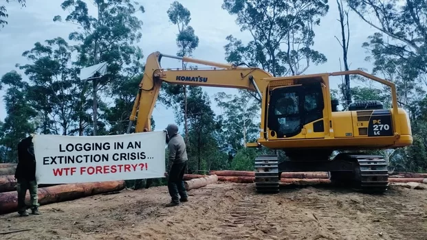 Boambee state forest protest