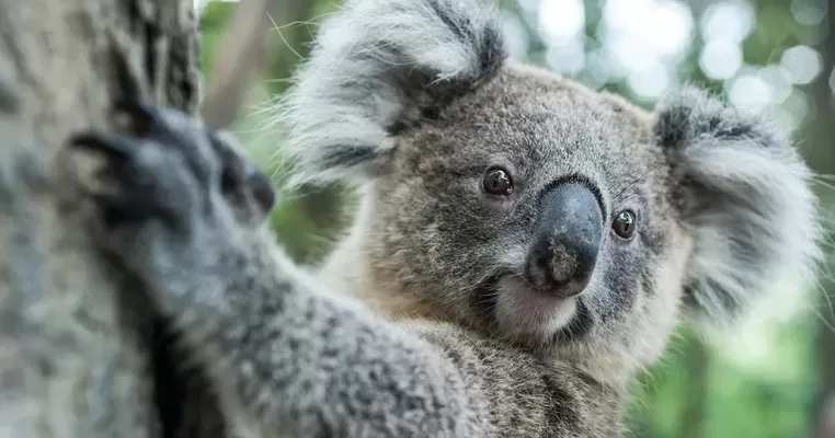 National Parks Association photo of Koala