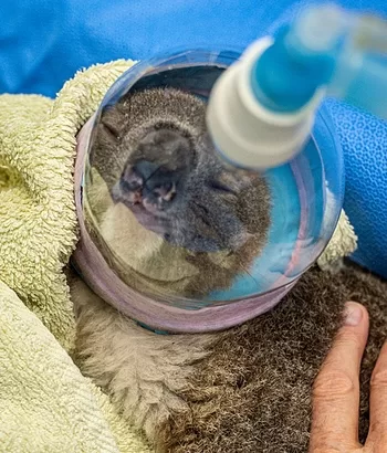 Koala after bushfire