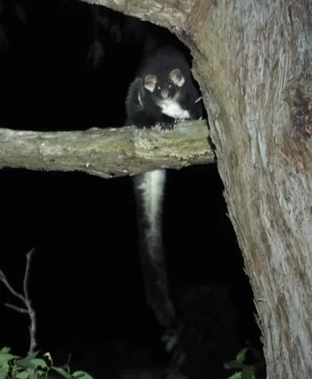 Greater Glider in Bulga State Forest