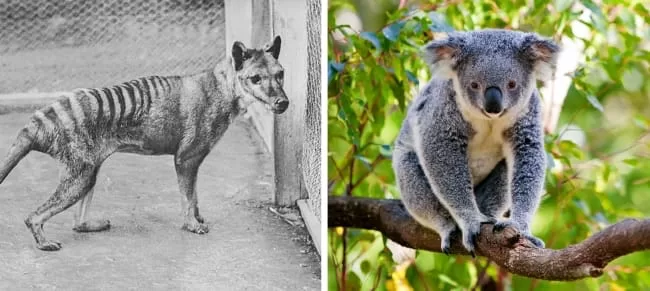 The extinct Tasmanian Tiger, and the endangered Koala