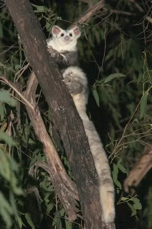 Greater Glider - Photo supplied: Steven Kuiter