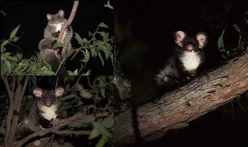 Greater Glider - Photo supplied: CSIRO