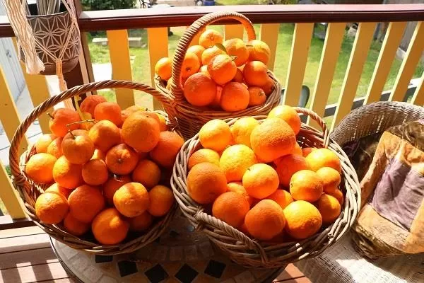 Oranges. Photo by Mark Anning