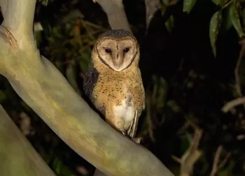 Masked Owl