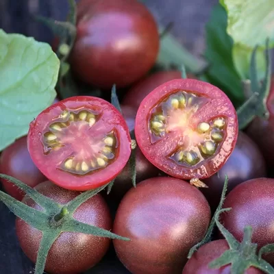 Black Cherry Cherry tomato winner