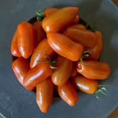 Sweet Casady Salad tomato winner