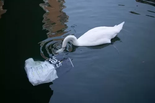 swan eating plastic in Canal St Martin, Paris © Mark Anning photo 2022