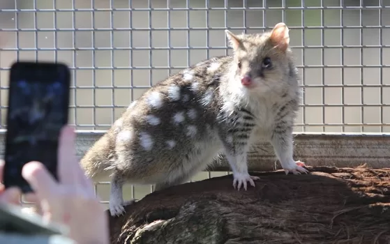 Spotted-tailed Quoll (Dasyurus maculatus) also known as the Tiger Quoll