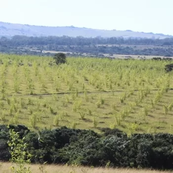 Bamboo Plantation