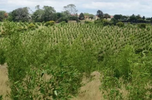 Bamboo plantation - Bambusa Balcooa