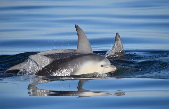 Critically endangered Burrunan dolphins