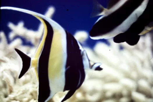 Moorish Idol, Saltwater aquarium