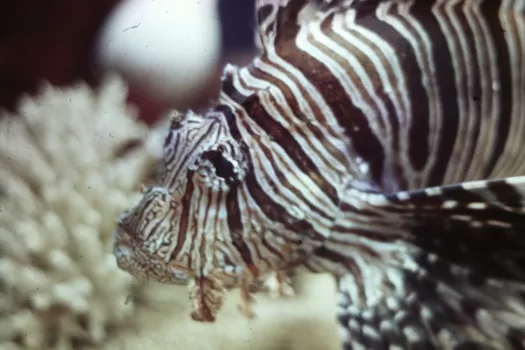 Lionfish, Saltwater aquarium