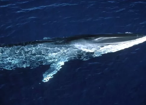 A fin whale at the surface of the water in the Ligurian Sea Photo: © IFAW