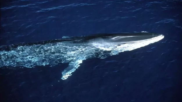 A fin whale at the surface of the water in the Ligurian Sea Photo: © IFAW