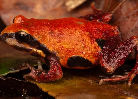 Photo of Pugh’s Frog provided by Stephen Mahony