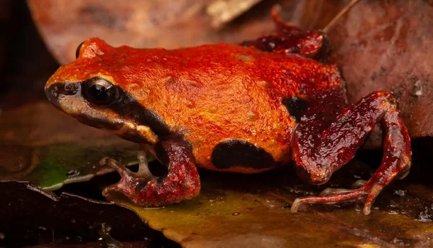 Photo of Pugh’s Frog provided by Stephen Mahony