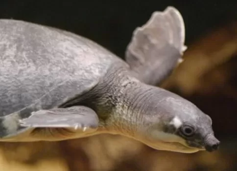 Pig Nosed Turtle, Photo supplied copyright Gerald Schneider