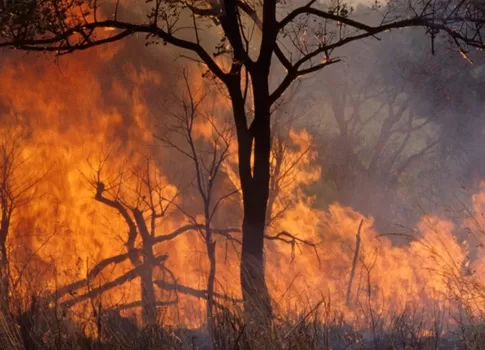 Wildfire ©FAO/Roberto Faidutti