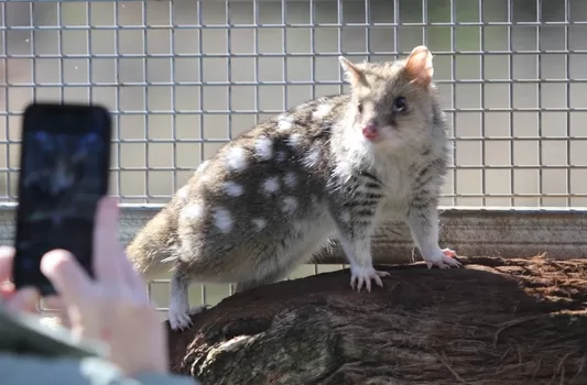 Eastern Quoll © Mark Anning photo 2022