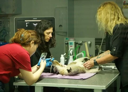 Port Macquarie Koala Hospital