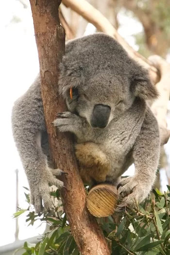 Port Macquarie Koala Hospital