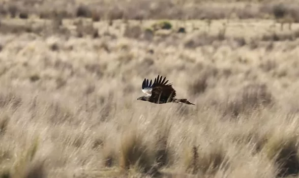 Eagles and Wind Turbines