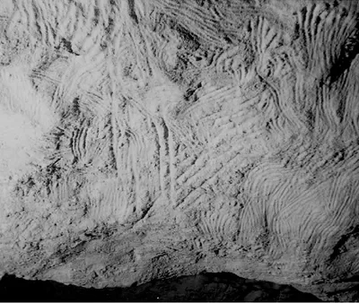 Ancient Finger flutings in the Art Passage, Koonalda Cave, photo: Robert G. Bednarik, Hebei Normal University